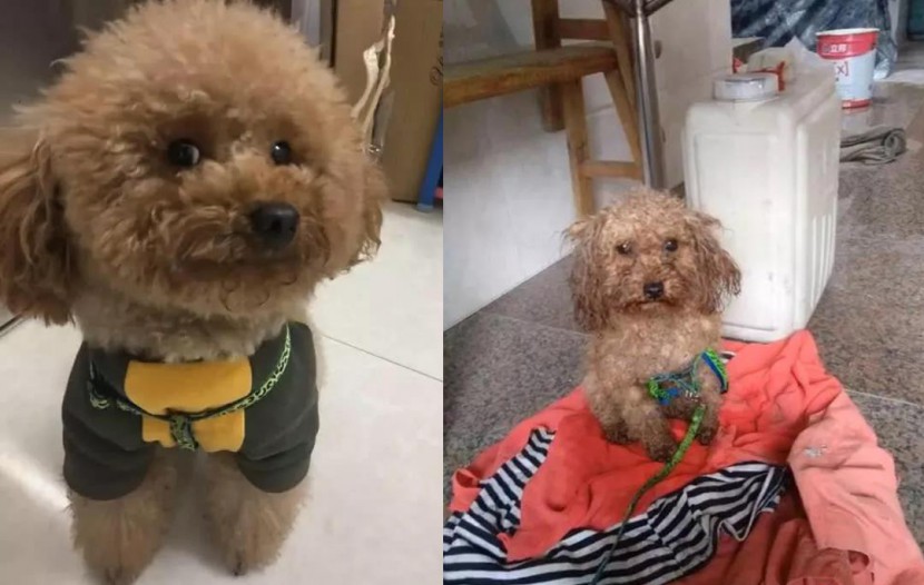 宠物衣服|宠物用品生产厂家|趣逗派宠物用品|东莞市琪美实业有限公司