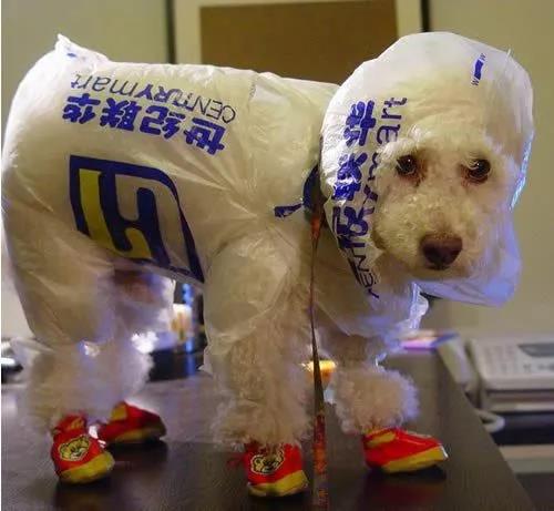 宠物雨衣|宠物用品|宠物衣服生产厂家|趣逗派宠物用品|东莞市琪美实业有限公司