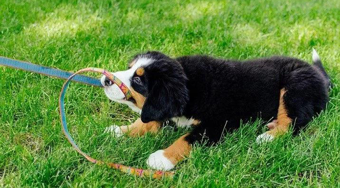 宠物牵引绳|宠物用品|宠物衣服生产厂家|趣逗派宠物用品|东莞市琪美实业有限公司