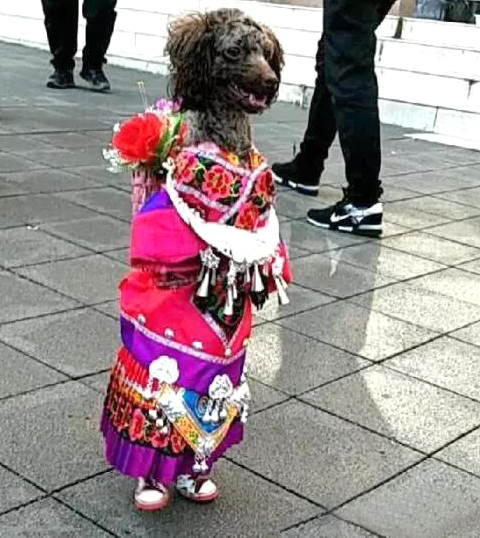 宠物衣服|宠物用品生产厂家|趣逗派宠物用品|东莞市琪美实业有限公司