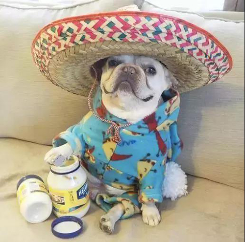 宠物衣服|宠物用品生产厂家|趣逗派宠物用品|东莞市琪美实业有限公司