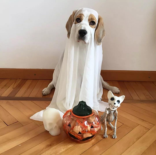 宠物衣服|宠物用品生产厂家|趣逗派宠物用品|东莞市琪美实业有限公司