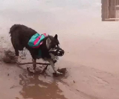 宠物牵引绳|宠物用品|宠物衣服生产厂家|趣逗派宠物用品|东莞市琪美实业有限公司