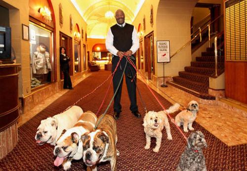 宠物衣服|宠物用品生产厂家|趣逗派宠物用品|东莞市琪美实业有限公司