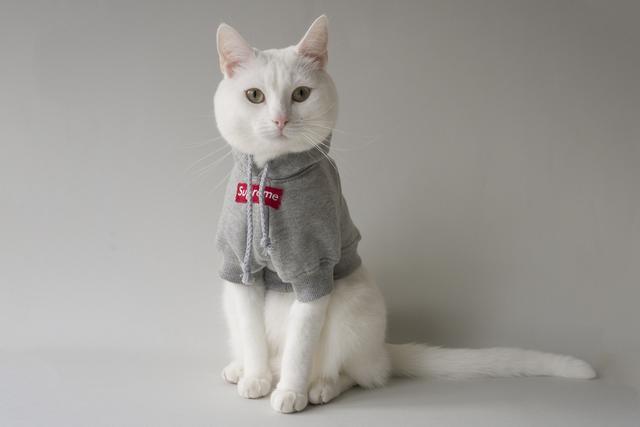 宠物衣服