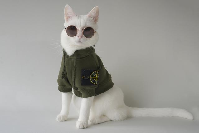 宠物衣服