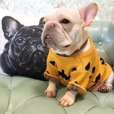 宠物衣服