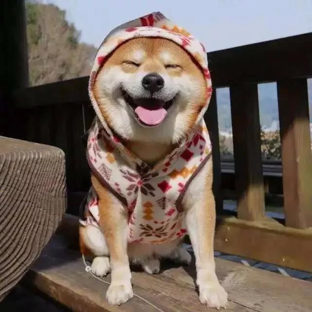 宠物用品