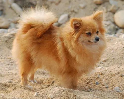 宠物衣服|宠物用品生产厂家