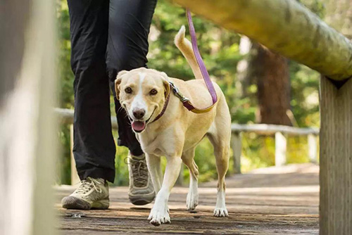 宠物牵引绳|宠物用品