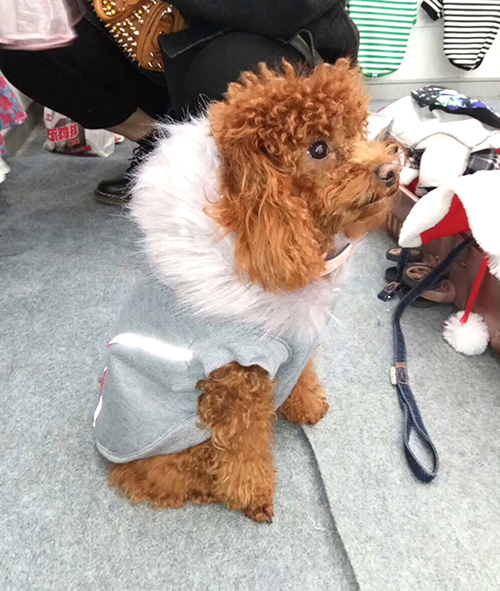 宠物衣服|宠物用品生产厂家|东莞市琪美实业有限公司