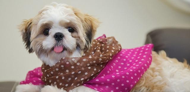 宠物衣服|趣逗派宠物衣服|东莞市琪美实业有限公司