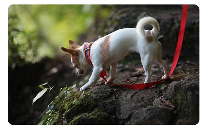 宠物牵引绳|趣逗派宠物用品|东莞市琪美实业有限公司