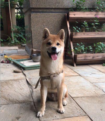 宠物牵引绳|宠物用品|宠物衣服生产厂家|趣逗派宠物用品|东莞市琪美实业有限公司