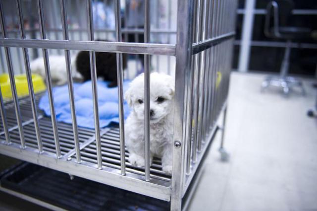 宠物用品|趣逗派宠物用品|东莞市琪美实业有限公司