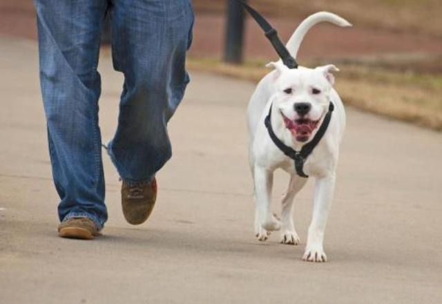 宠物用品|趣逗派宠物用品|东莞市琪美实业有限公司