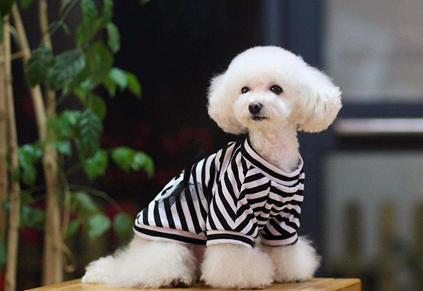 宠物衣服|宠物用品生产厂家|趣逗派宠物用品|东莞市琪美实业有限公司