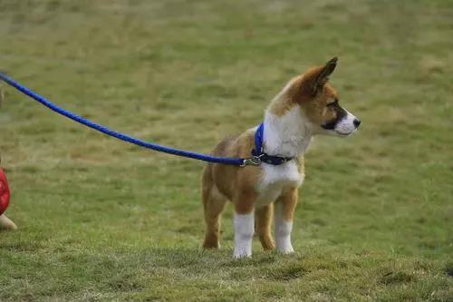 宠物牵引绳|宠物用品|宠物衣服生产厂家|趣逗派宠物用品|东莞市琪美实业有限公司