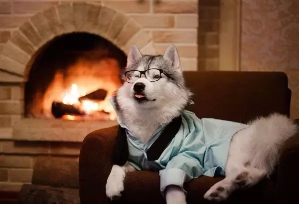 宠物衣服|宠物用品生产厂家|趣逗派宠物用品|东莞市琪美实业有限公司