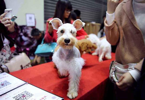 宠物用品|趣逗派宠物用品|东莞市琪美实业有限公司