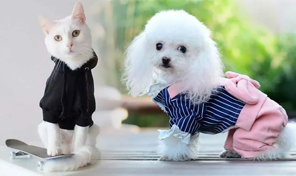 宠物衣服|宠物用品生产厂家|趣逗派宠物用品|东莞市琪美实业有限公司