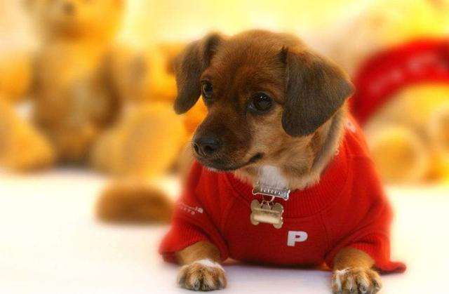 宠物衣服|宠物用品生产厂家|趣逗派宠物用品|东莞市琪美实业有限公司