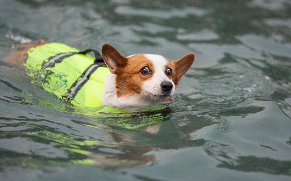 宠物用品|趣逗派宠物用品|东莞市琪美实业有限公司