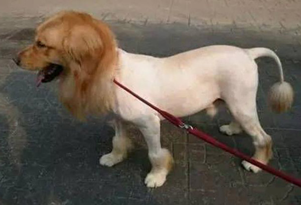 宠物衣服|宠物用品生产厂家|趣逗派宠物用品|东莞市琪美实业有限公司