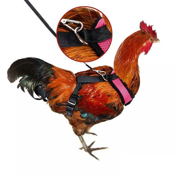 宠物牵引绳|宠物用品|宠物衣服生产厂家|趣逗派宠物用品|东莞市琪美实业有限公司