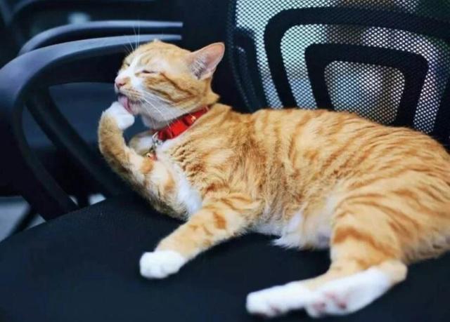 宠物衣服|宠物用品生产厂家|趣逗派宠物用品|东莞市琪美实业有限公司