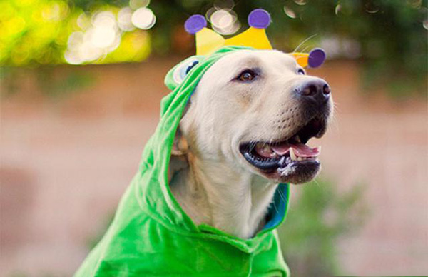 宠物衣服|宠物用品生产厂家|趣逗派宠物用品|东莞市琪美实业有限公司