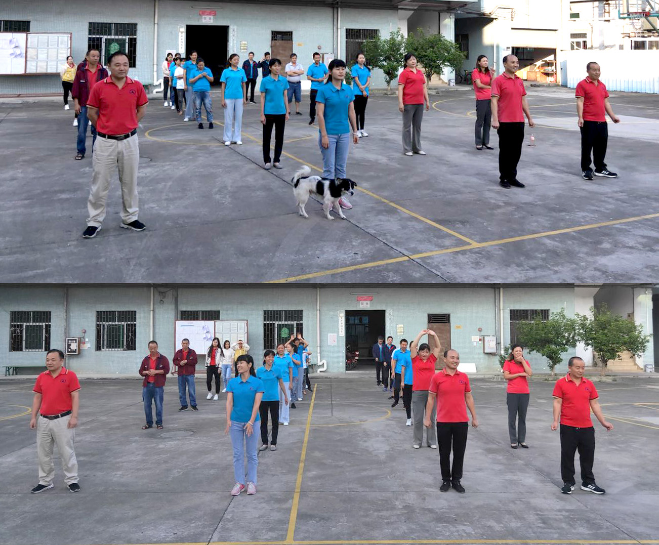 宠物用品厂家|趣逗派宠物用品|东莞市琪美实业有限公司