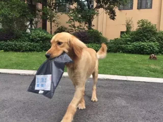 宠物衣服