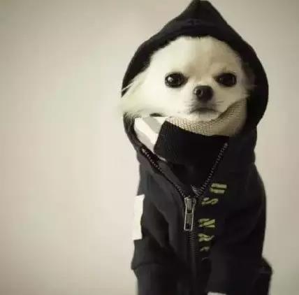 宠物衣服
