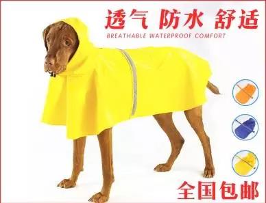 宠物衣服