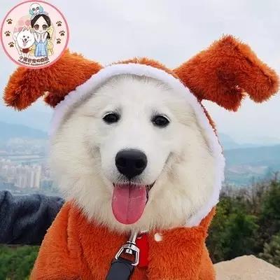 宠物衣服