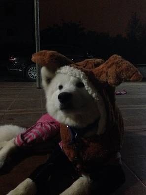 宠物衣服