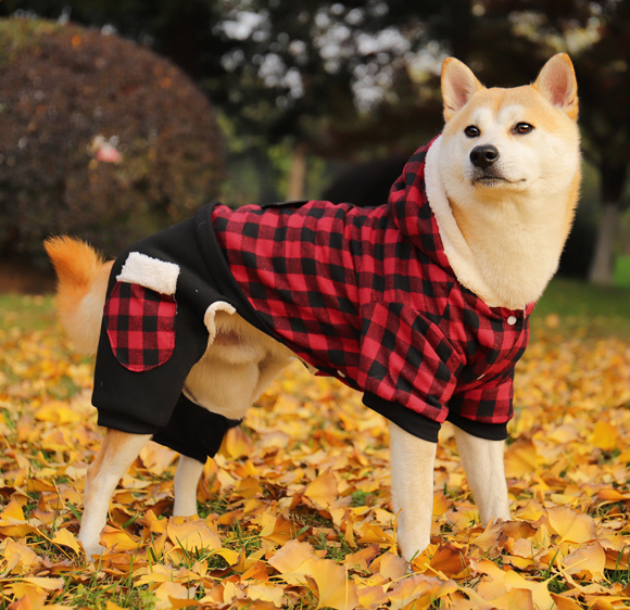 宠物衣服