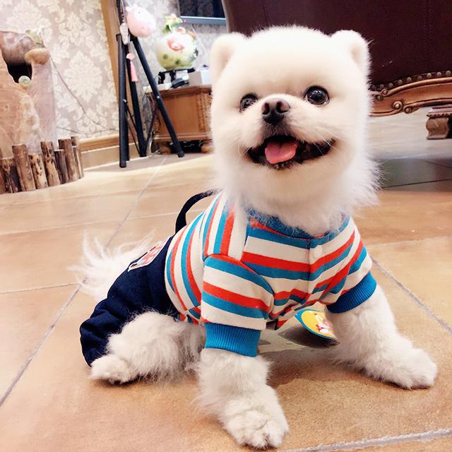 宠物衣服