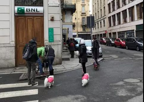 宠物用品