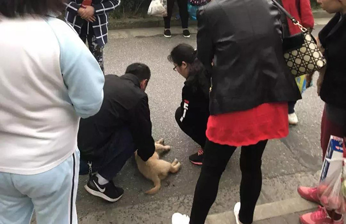 宠物牵引绳