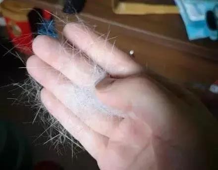 宠物用品