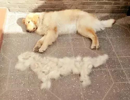 宠物用品