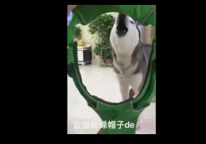 宠物牵引绳