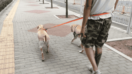 宠物牵引绳