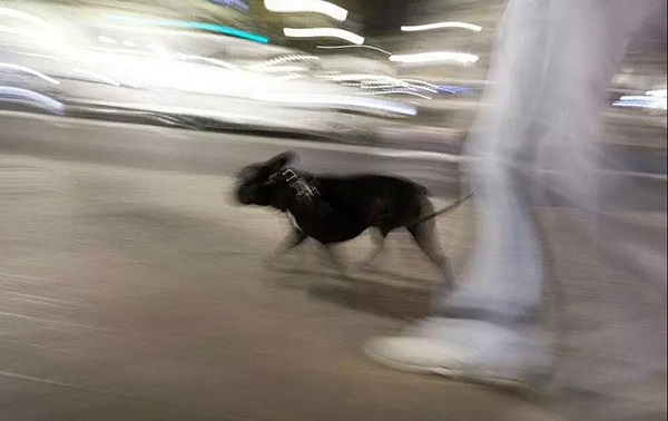宠物牵引绳