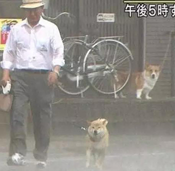 宠物牵引绳