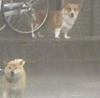 宠物牵引绳