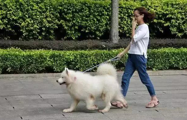 宠物牵引绳