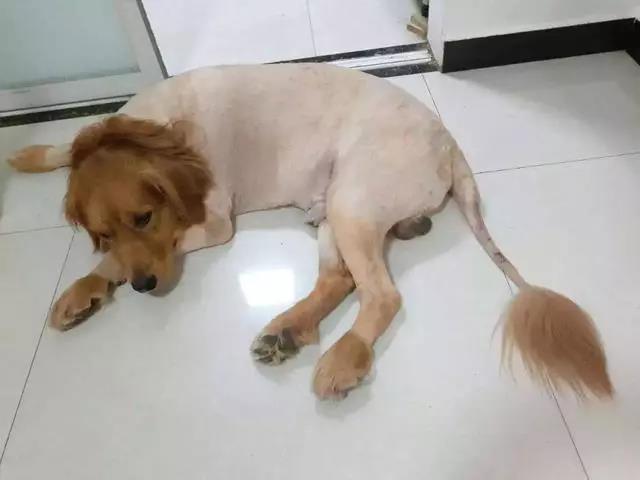宠物用品